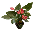 Red Anthurium